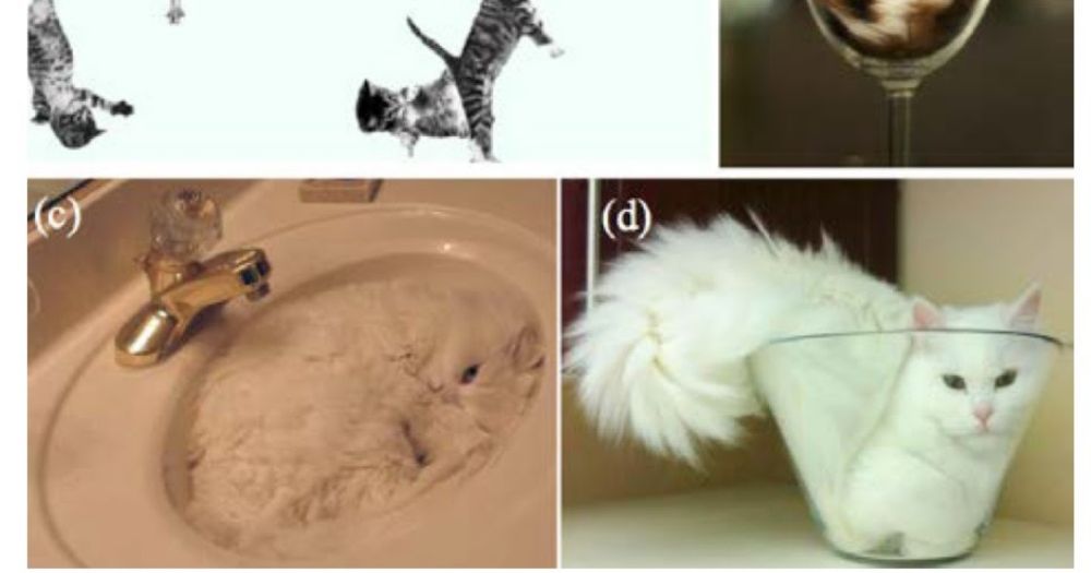 Physicists Determined That Cats Are a Liquid