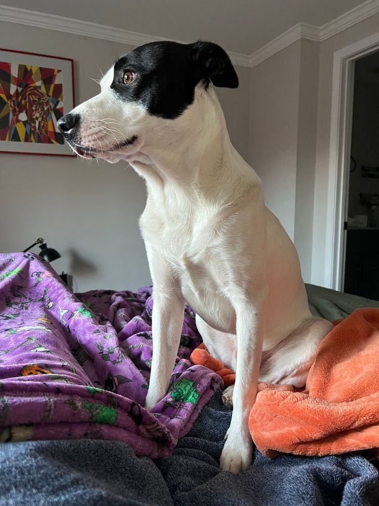 a mostly white dog sits on a bed, longingly looking out the window. the bed is covered in multicolored fleece blankets. The dog is also very highly charged with static electricity, but it doesn't appear in this image