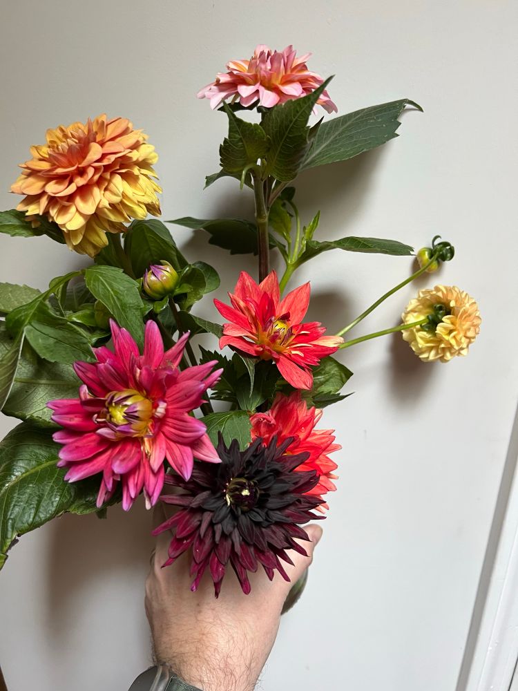 a bouquet of mixed-colored dahlias: one is fruit punch pink fading to lavender, two are tomato soup red with yellow touch at center, another is deep velvety burgundy to almost black, the last few are an imbue of orange to pink. large green shiny leaves are nestled among the flowers