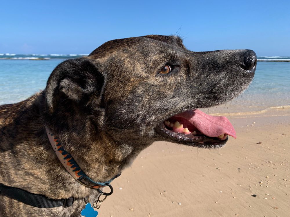 Liam the dog on the beach in Pāi'a Maui Hawaii: a dark brown brindle dog with a chestnut eye looks at you in the bright light of Maui sun. The warm beige sand and turquoise waters under an azure sky lie beyond the dog's friendly smile