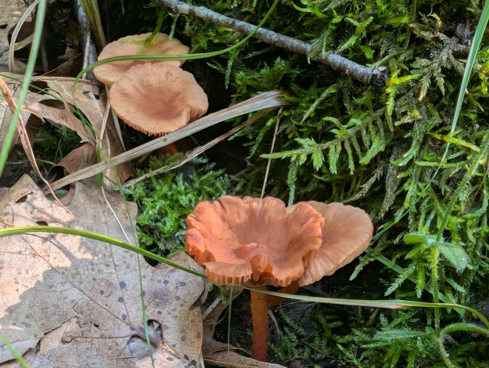 A cluster of mushrooms grow in moss and leaf litter 