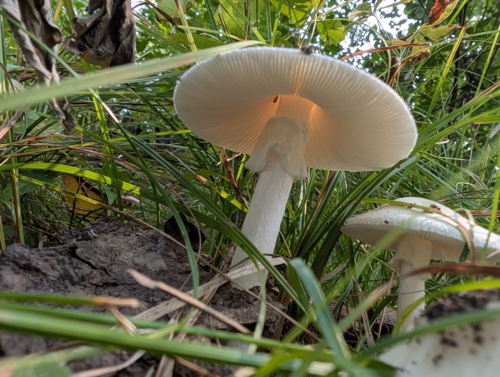 Underside of a destroying angel- pale gills and collar