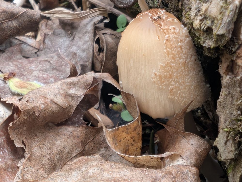 Fairy cap species coming up through the leaf litter 