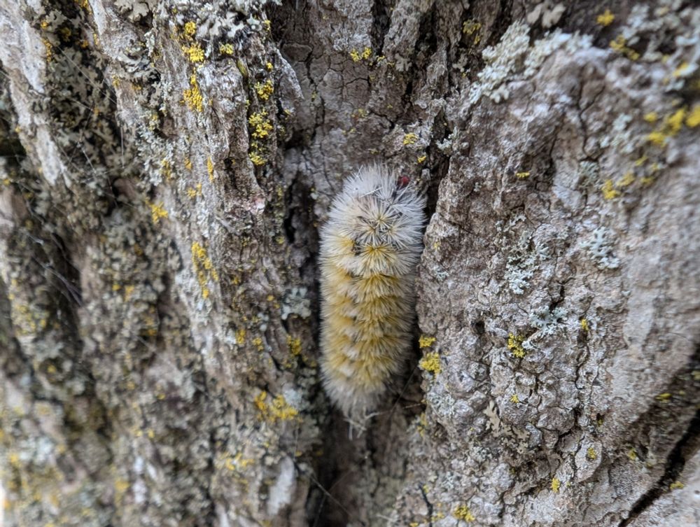Caterpillar on a tree close up. Very bristly