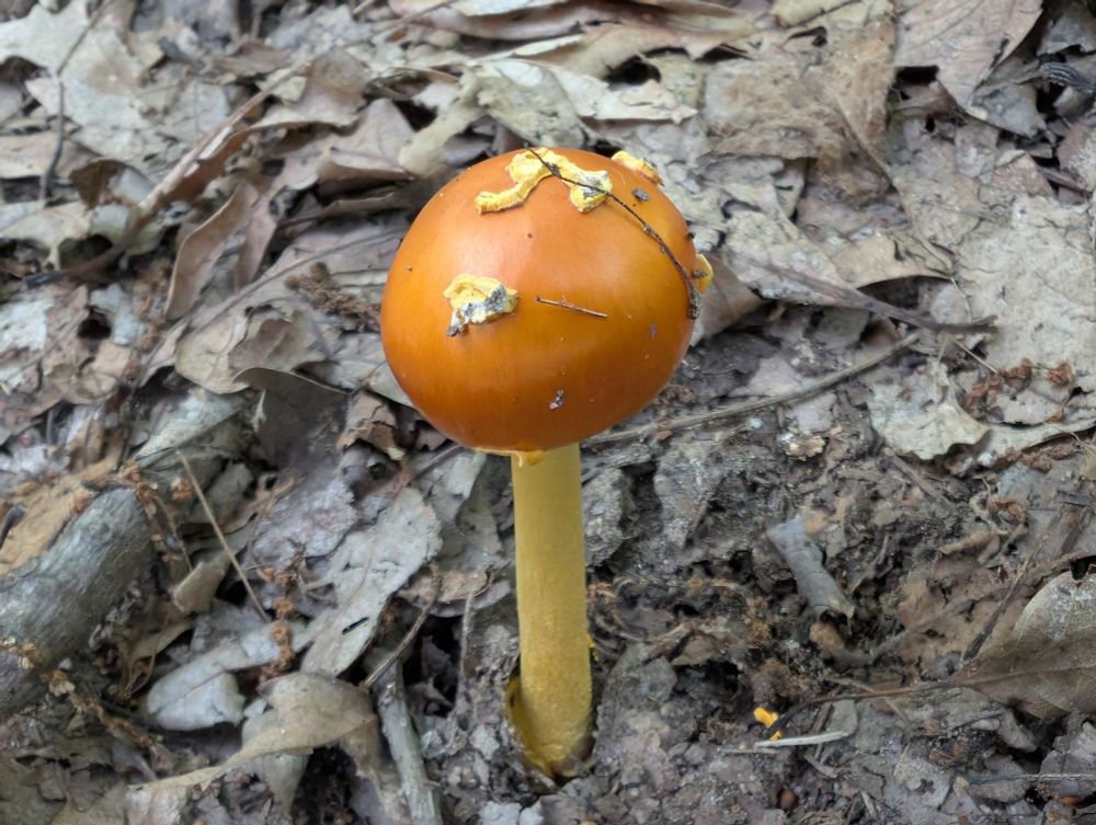 Amanita flavoconia mushroom. Orange top and yellow stem in leaf litter 
