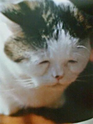 A closeup shot of a tabby cat, who looks very exhausted and haggard. 