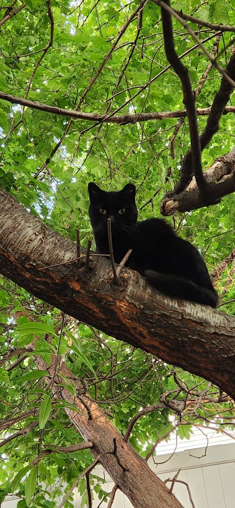 Black outdoor cat sitting in a tree