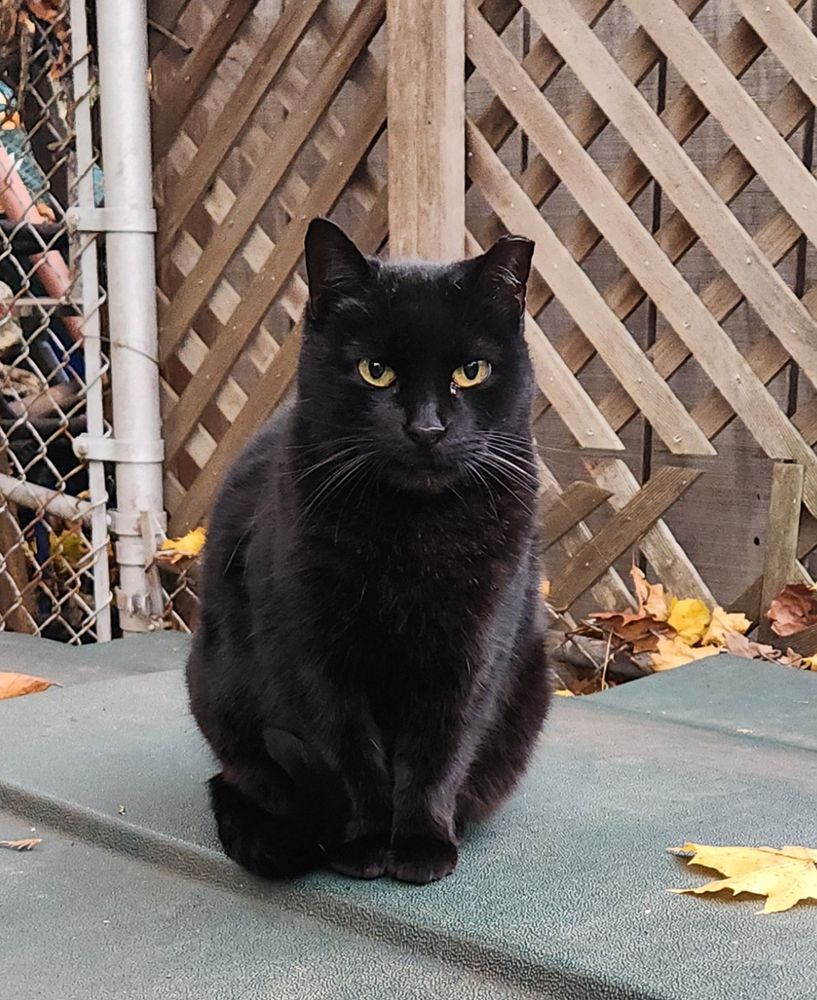 A feral black cat sitting on top of a storage bin post-breakfast 