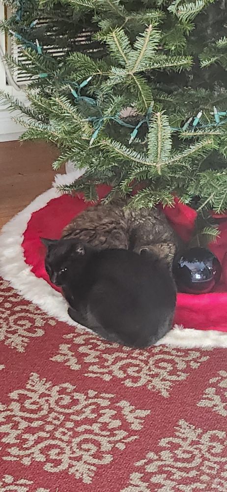 Two feral cats, one a brown and white tabby the other an all black void napping under a tree