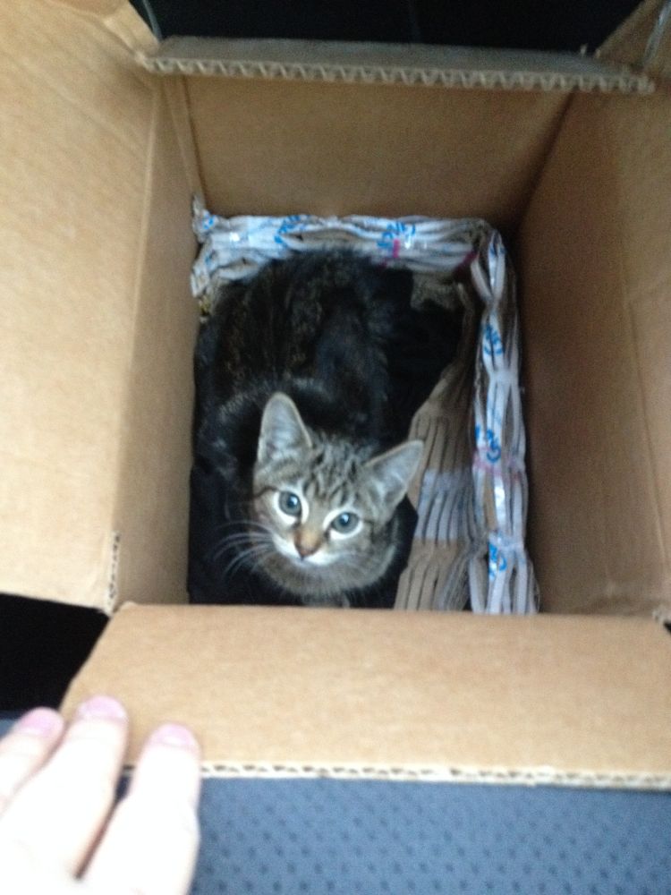 Una gata torbie muy pequeñita metida en una caja de cartón.