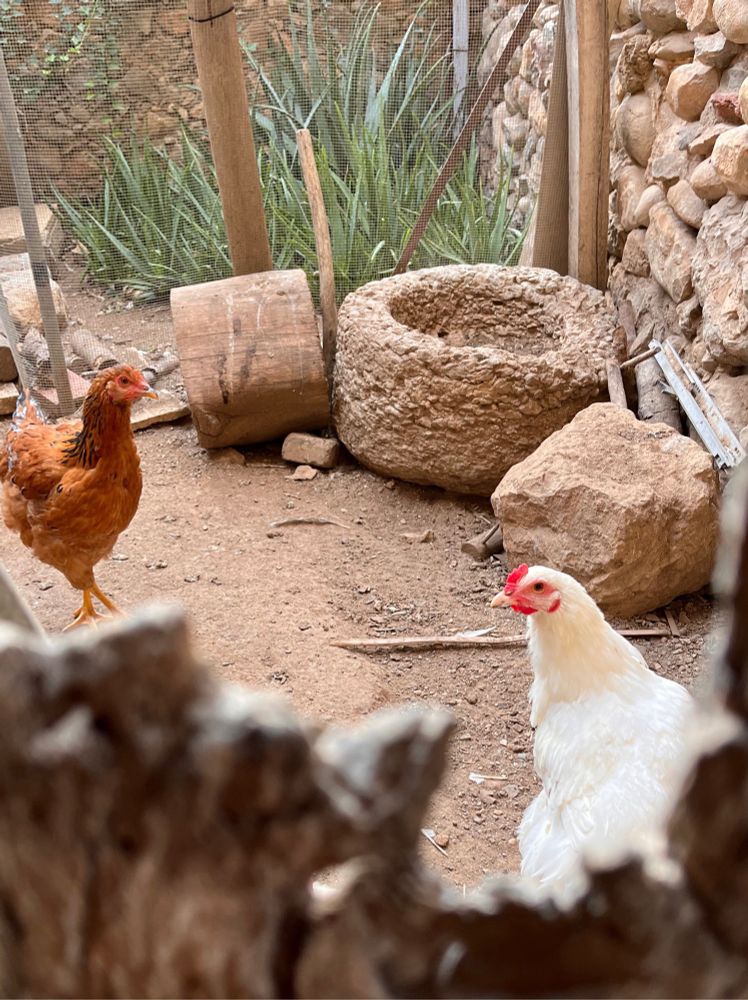 A couple of chickens, hanging out