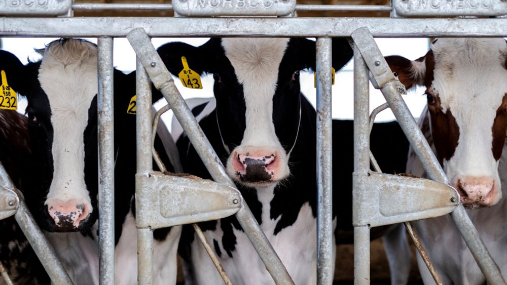 Scientists Fault Federal Response to Bird Flu Outbreaks on Dairy Farms