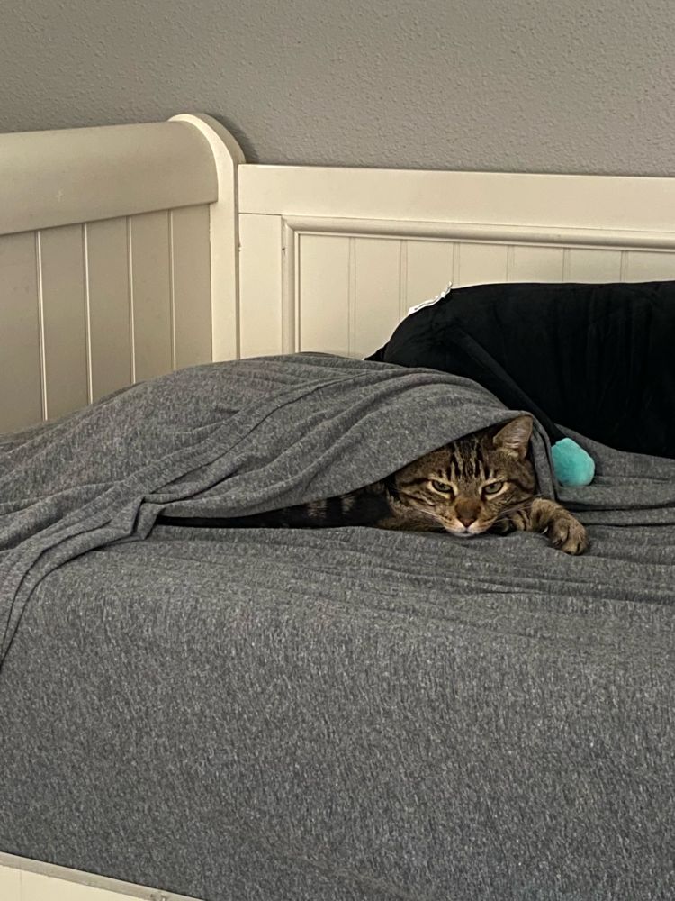 A brown tabby is lying on a bed and staring out from under a sheet with an annoyed look.