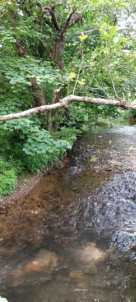 The River Caen, with a tree branch across the photo. Water level is very low, no rain.