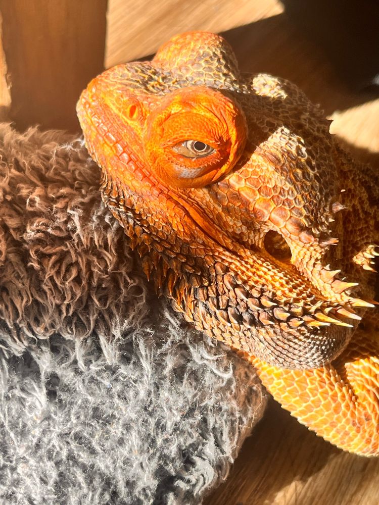 A bearded dragon with orange scales leaning on a gray fuzzy slipper while looking at the camera in a nonchalant way from a side angle.