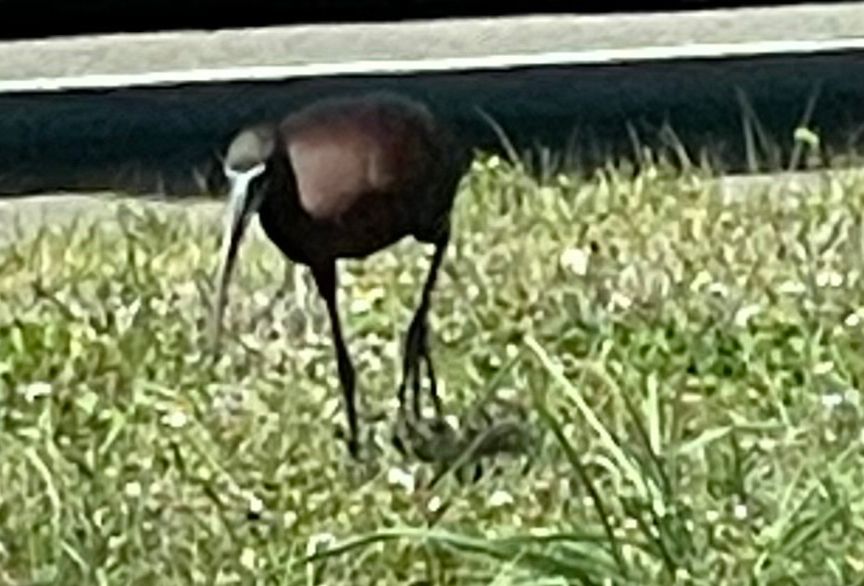 A black bird with a curved beak in a patch of grass 