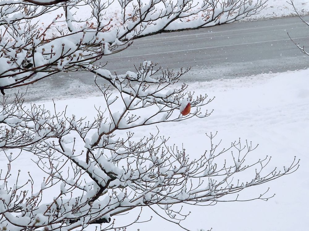 Single brown leaf hanging on a tree covered in thick snow.