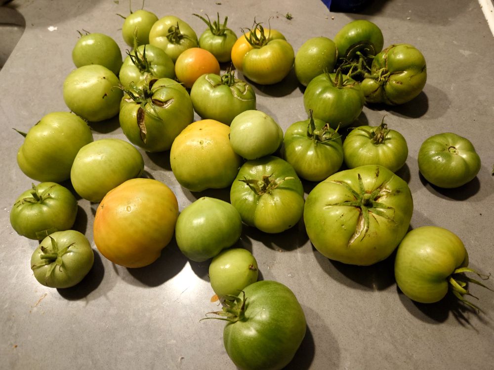 A countertop full of green tomatoes