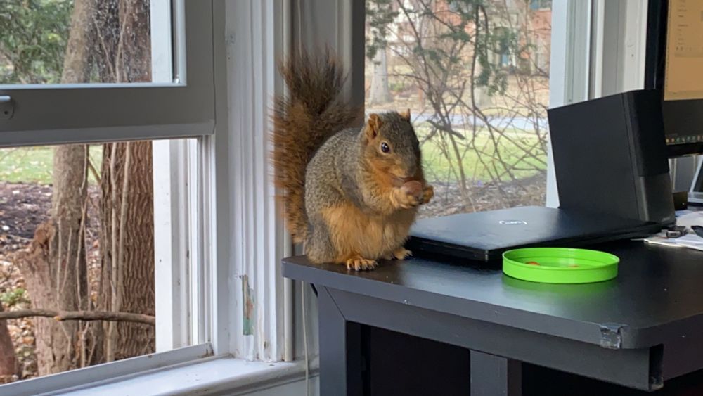 A squirrel sitting on a desk near an open window eating a peanut.