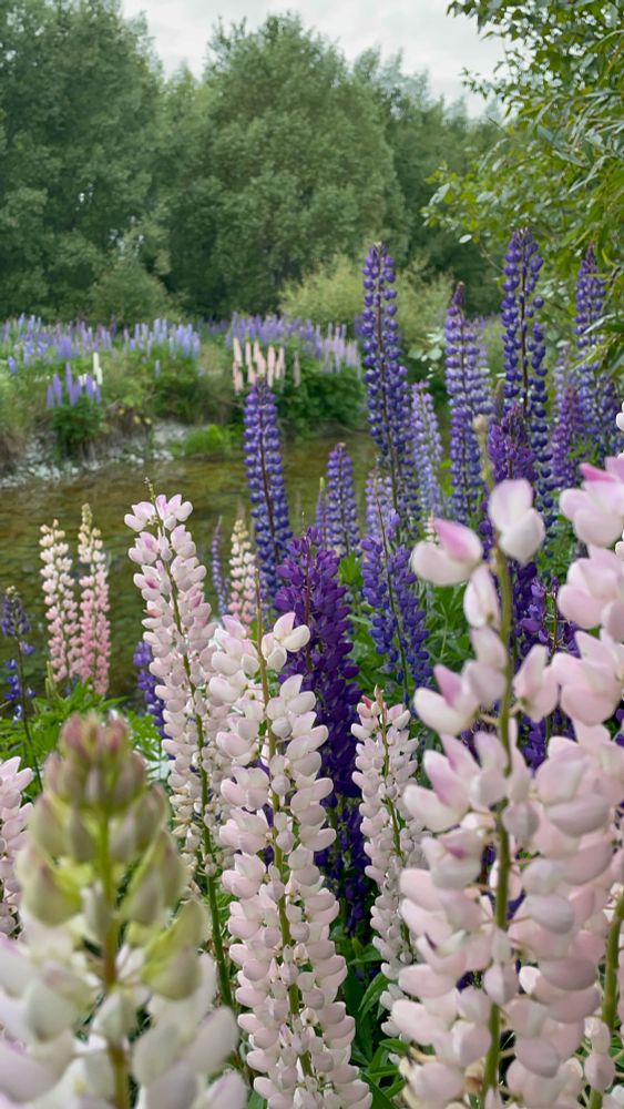 All variations of pink and purple lupine flowers from the north island 