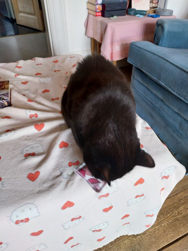 Small, black cat licking a cat nip toy while sitting on a Hello Kitty towel.