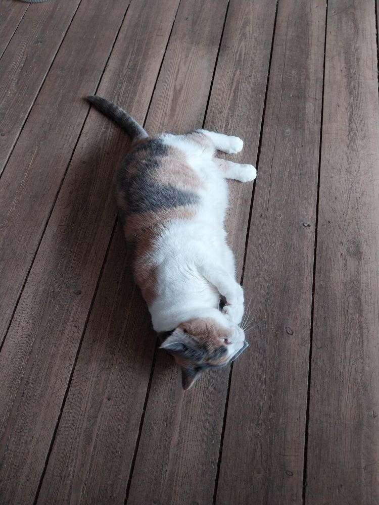 White, calico cat licking a cat nip toy while lying upside down on a rustic, wooden floor.