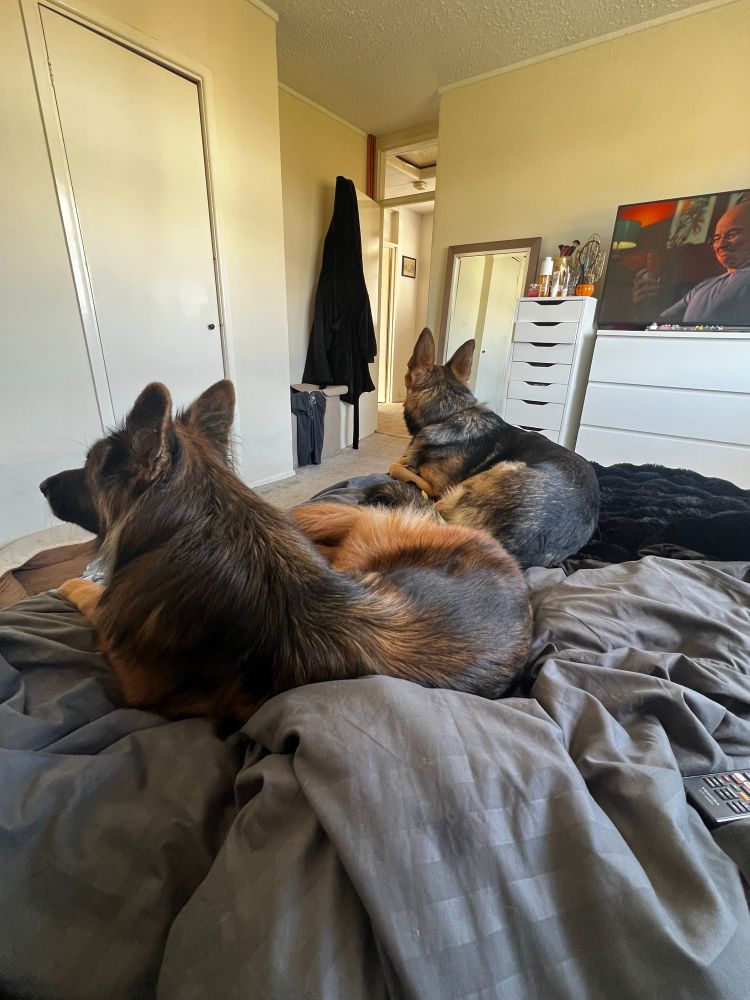 Two German shepherds sitting on a bed. 