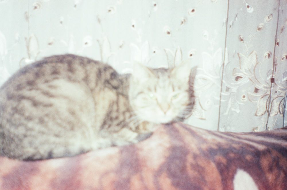 Кошка на диване