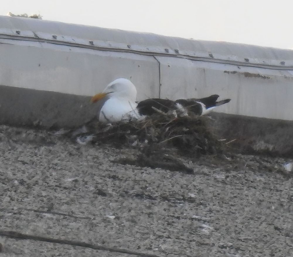 A mystery gull lays on a messy-looking nest on the roof of a building, near the top. He has a yellow bill, unstreaked white head, and a very dark mantle. If he stood up, he would have dull greenish-gray legs.