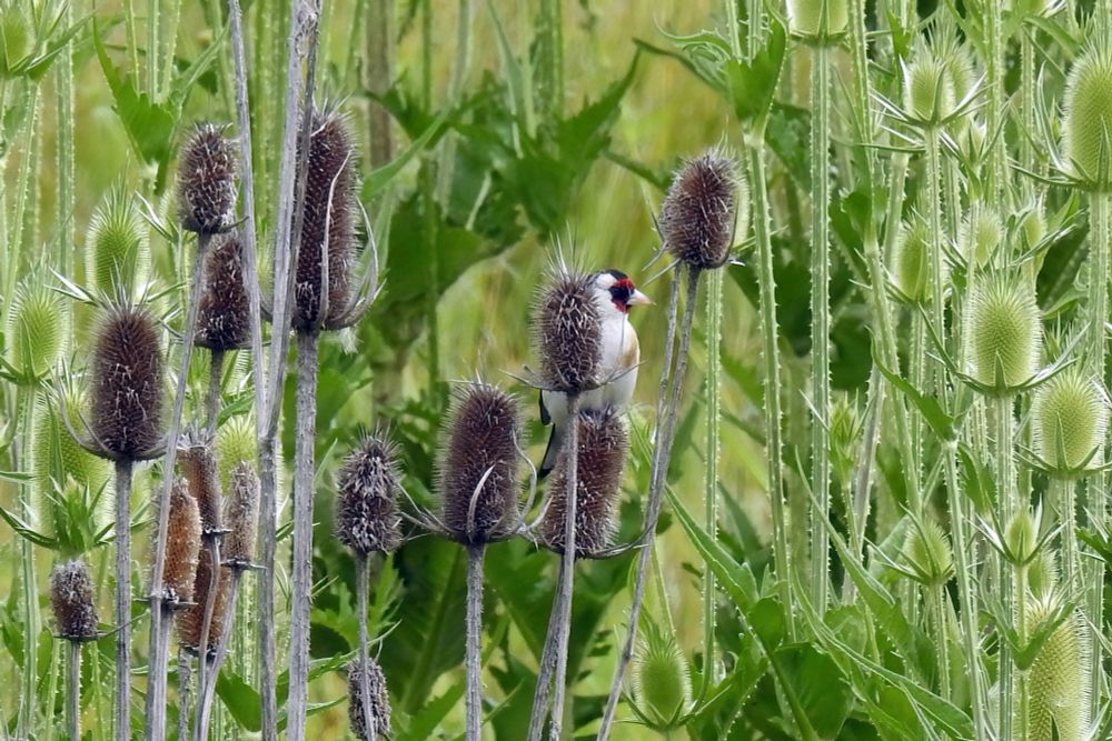 A mystery songbird is perched upright on the head of an old thistle plant. He has a pointy pink bill, red mask, and mostly white body with tan smudging on his breast. He is surrounded by thistle plants.