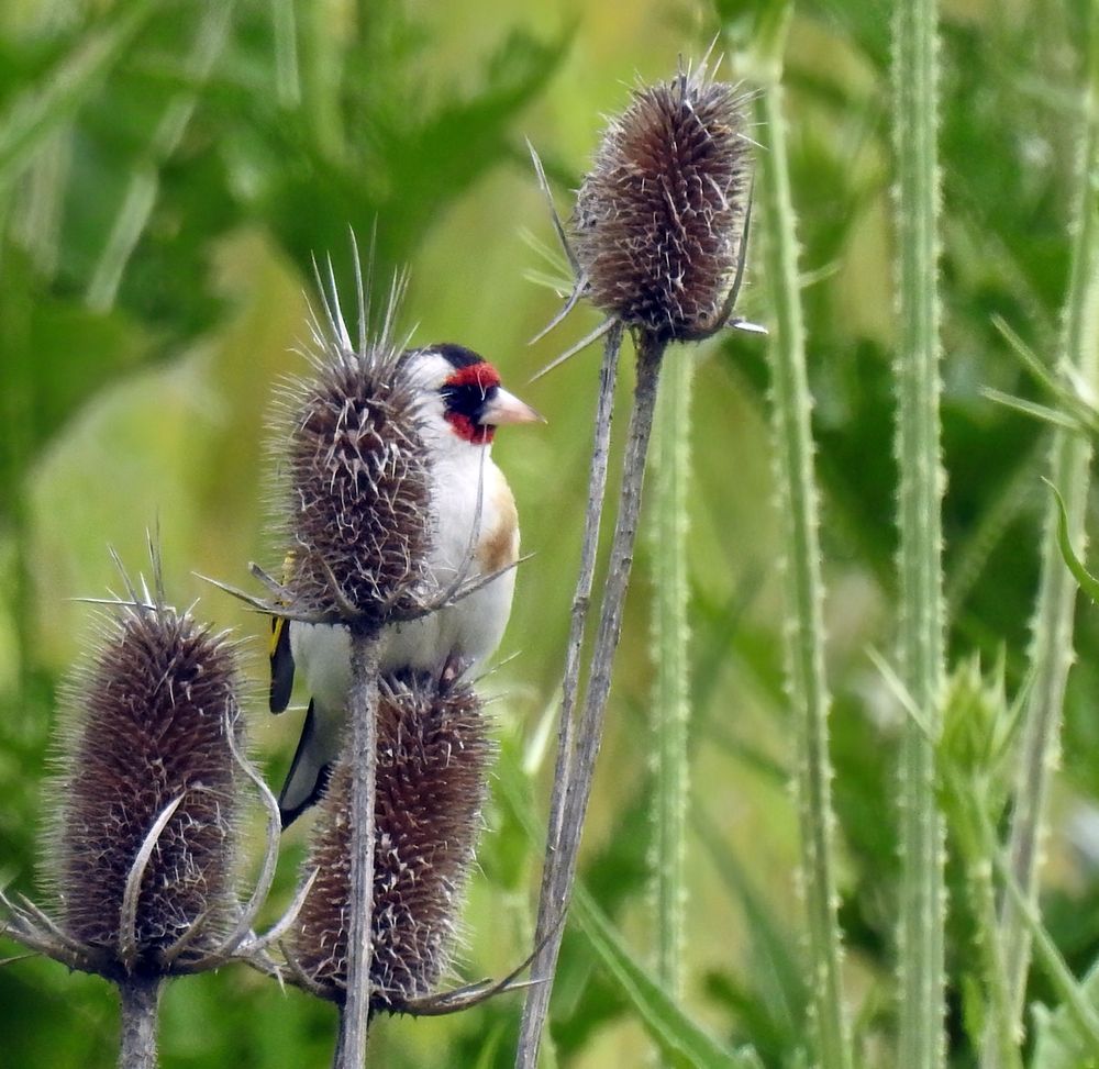 A mystery songbird is perched upright on the head of an old thistle plant. He has a pointy pink bill, red mask, and mostly white body with tan smudging on his breast. He is surrounded by thistle plants.