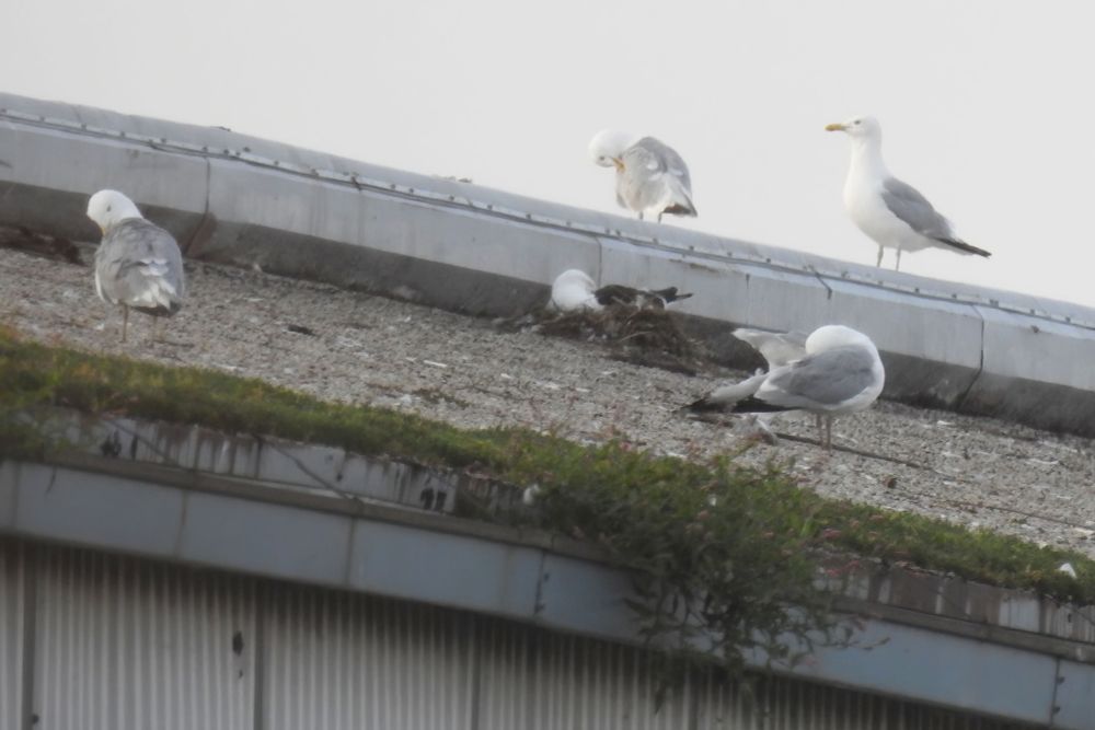 A mystery gull lays on a messy-looking nest on the roof of a building, near the top. His head is tucked in this photo, but he has a yellow bill, unstreaked white head, and a very dark mantle. If he stood up, he would have dull greenish-gray legs. He is surrounded by four American Herring Gulls.