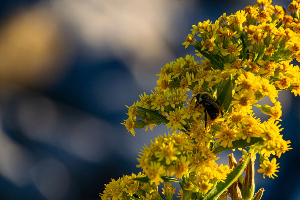 Goldenrod with a bee down by the ocean with light reflecting on the water in the background. 