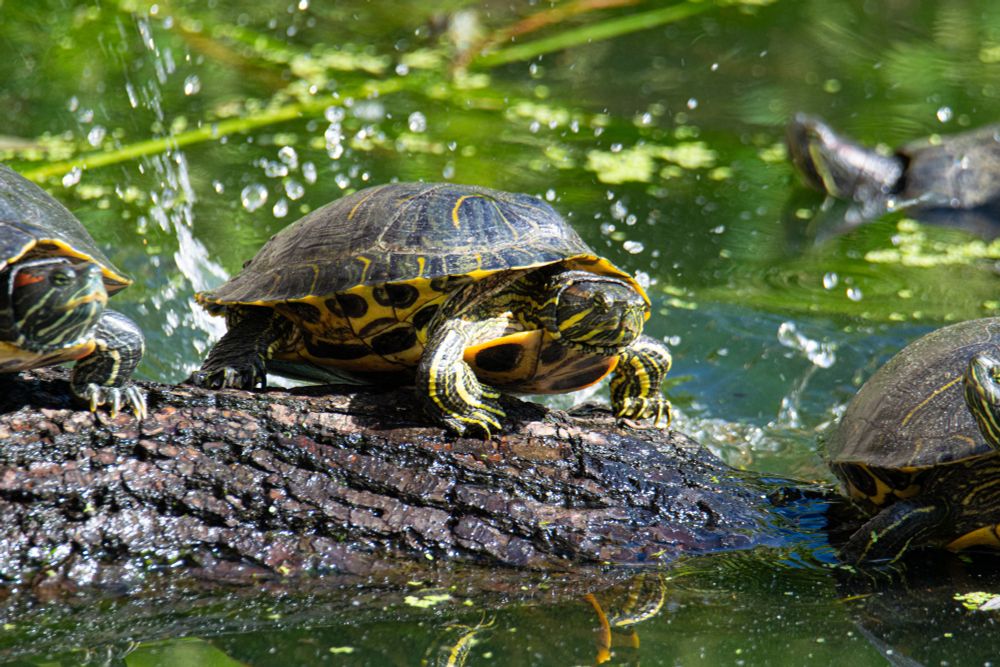 Two turtles on a log and some in the water. The water is splashing up in the background from the 3rd turtle jumping in. 
