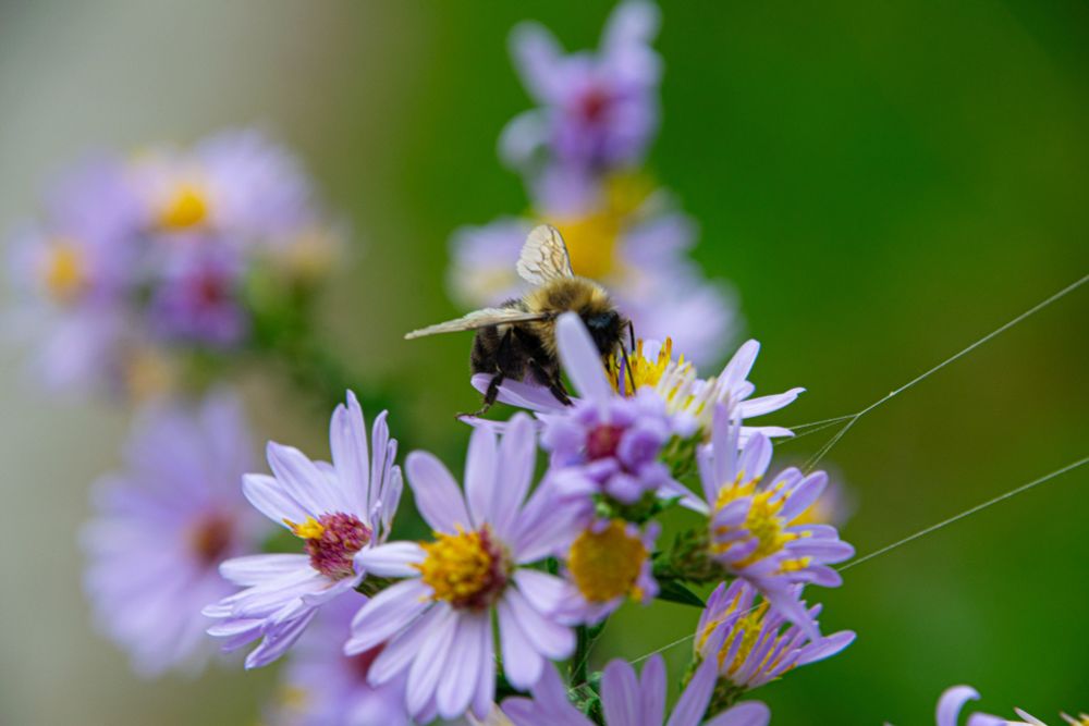 A bumble bee on small purple and yellow flowers.