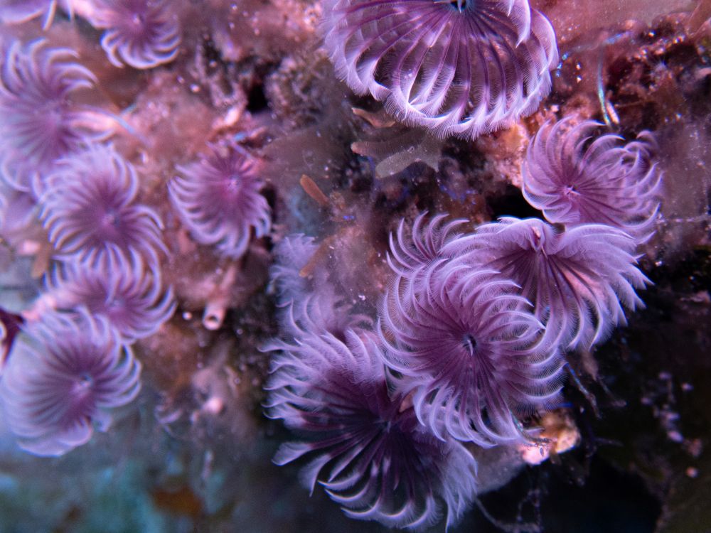 A group of purple feather duster worms 