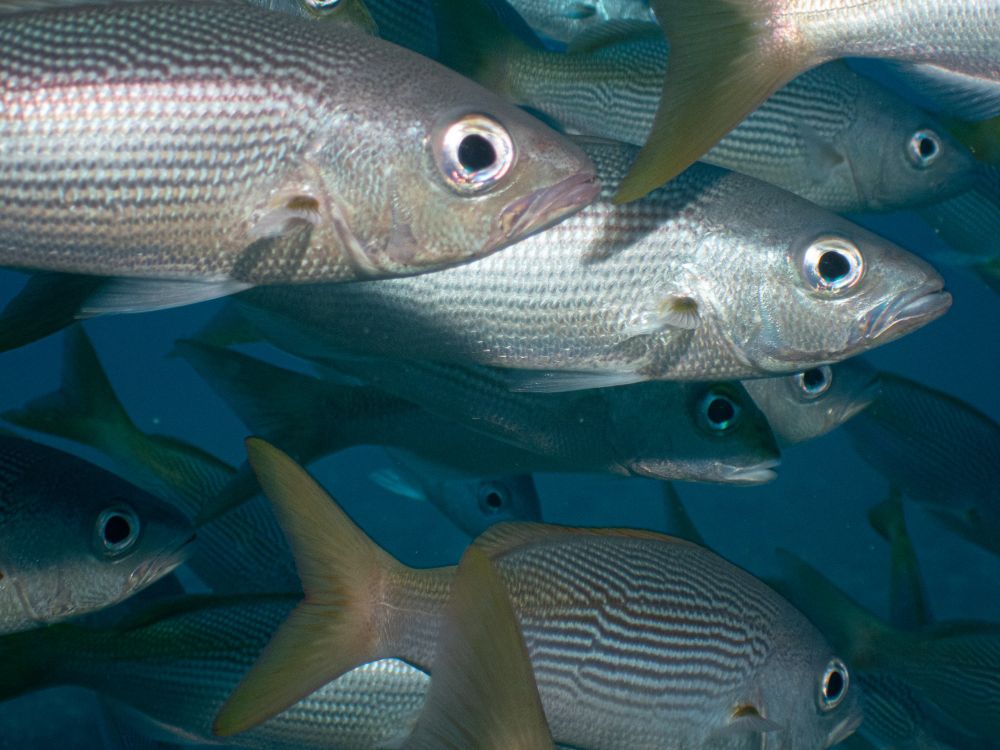 A close up of a large school of grunts (I think) - silvery with light yellow tails. 