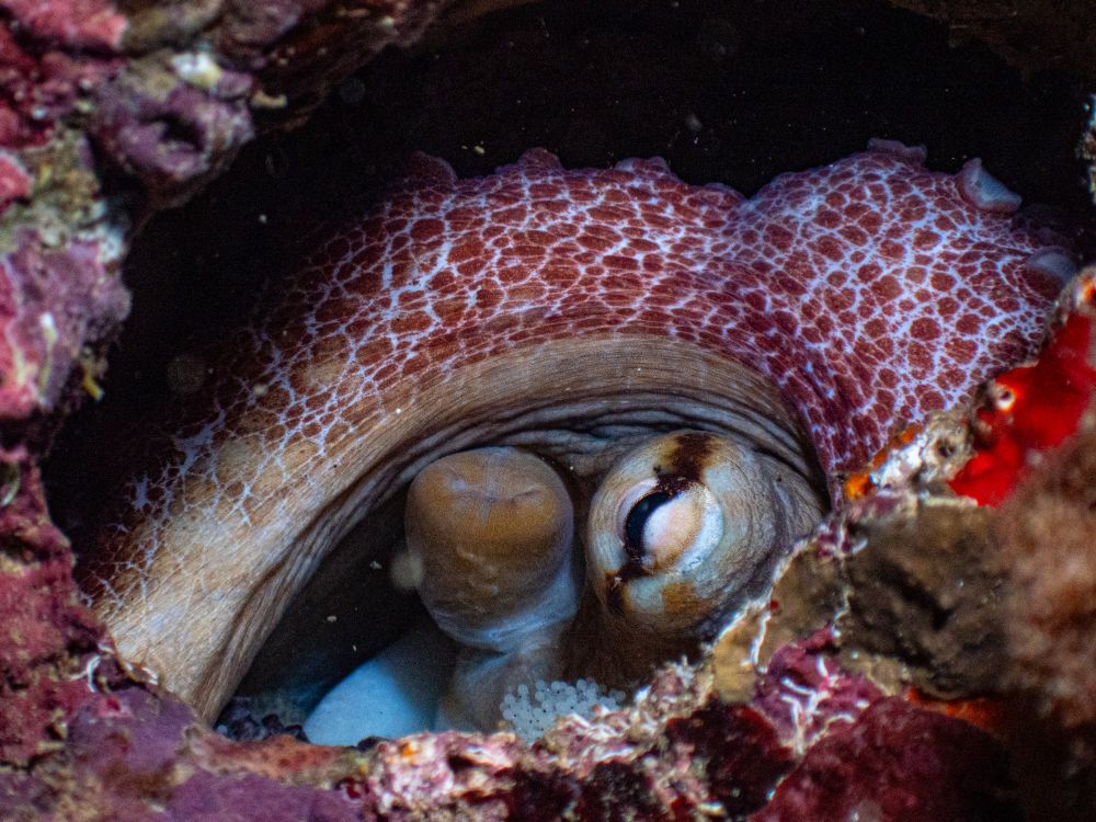 An octopus rolled up inside a coral outgrowth on the ship wreck a large red and while arm with tentacles wraps around its watchful eye. 