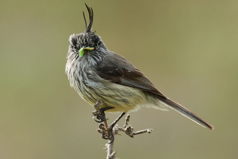 📷: Tufted Tit-tyrant | Alan Peterson