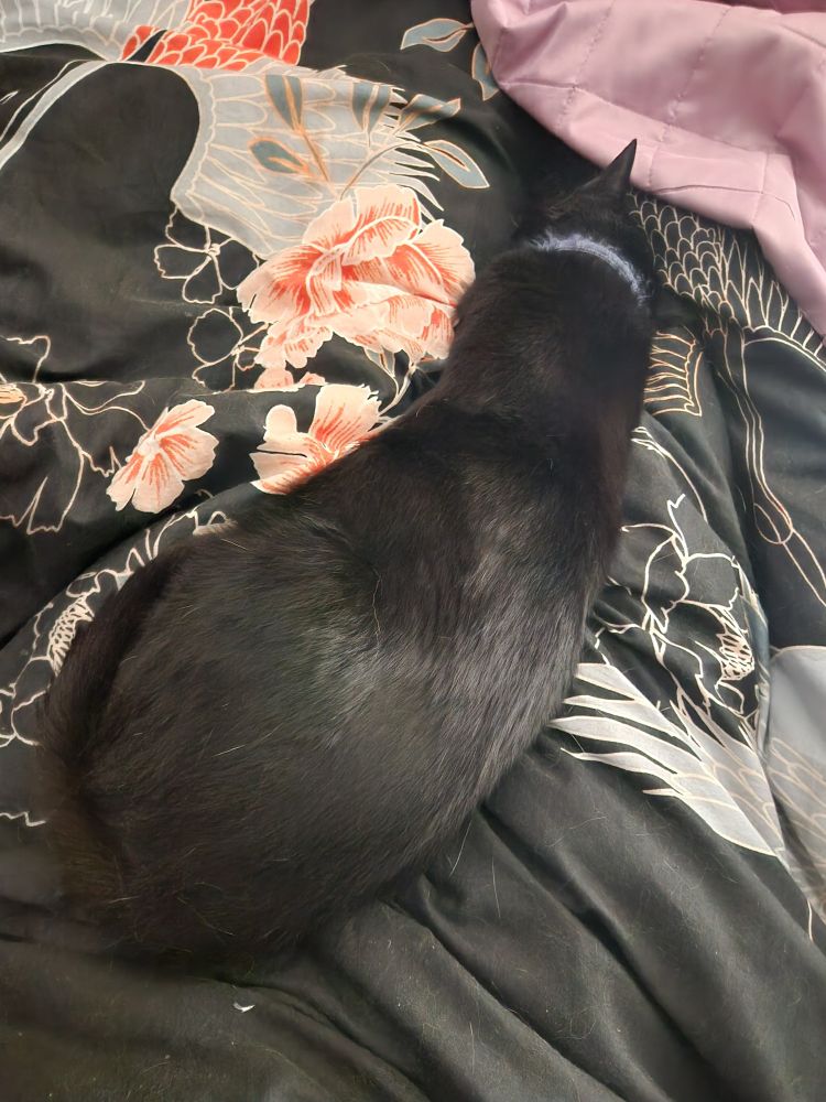An elongated black cat sleeping on her human's legs (which are covered by a black and floral-patterned quilt) and doing her best to prevent said human from getting out of bed. Not pictured: thunderous purring.