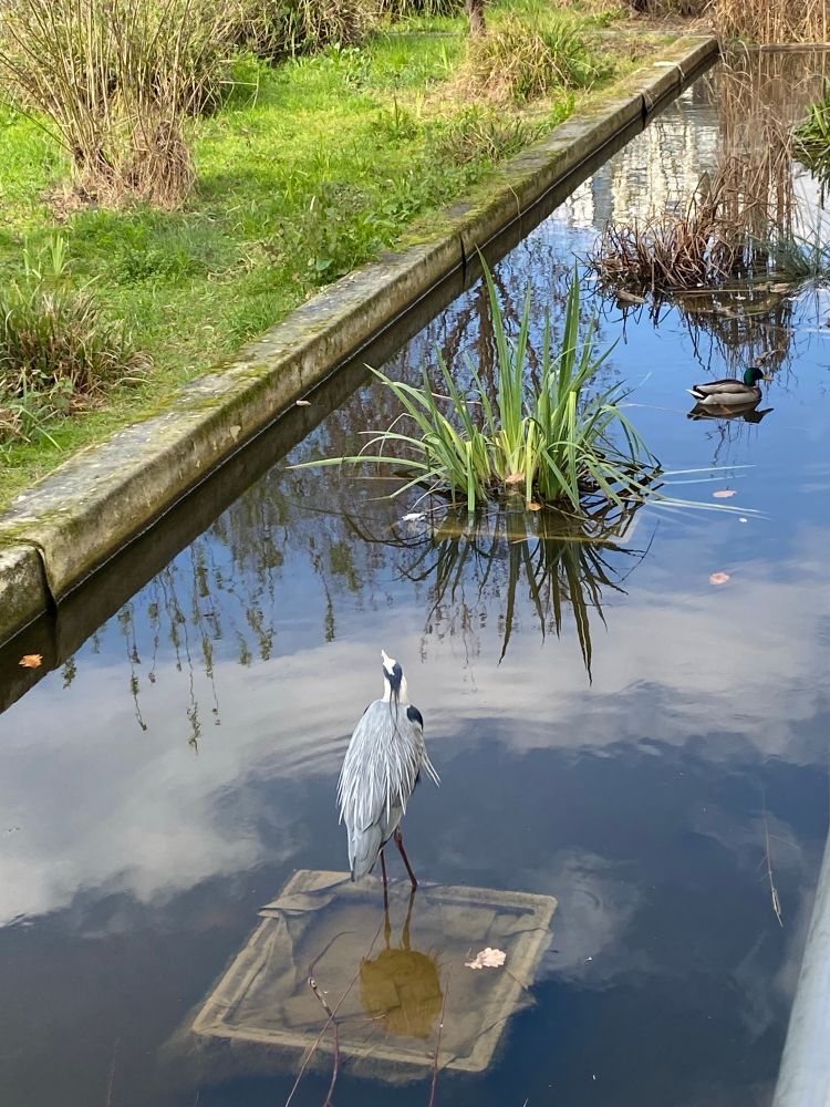 Héron cendré, jardin à coté des Grands moulins 75013