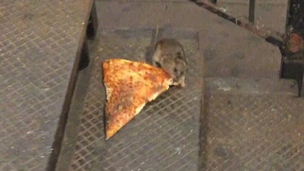 An NYC subway rat absconding with a slice of delicious pizza.