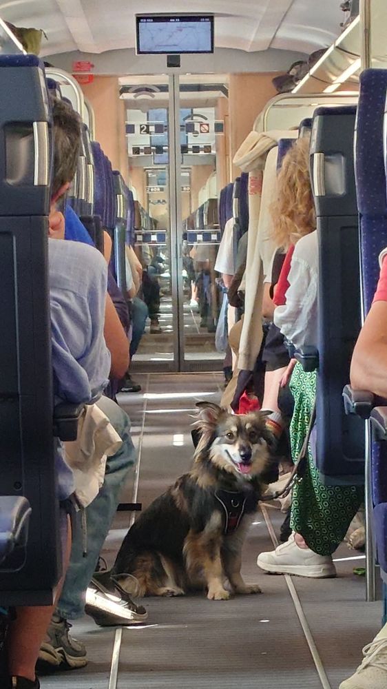 Ein Hund sitzt im Gang von ICE953