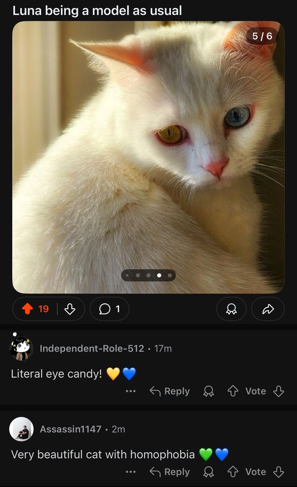 Screenshot from a cat subreddit with a photo of a cat with green and blue heterochromatic eyes and a comment by user Assassin1147 that says, “Very beautiful cat with homophobia💚💙”
