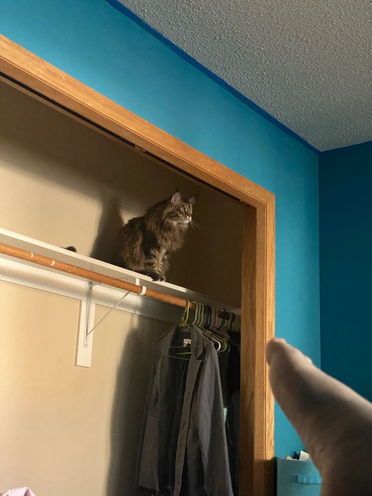 Janet, a torbie Maine Coon cat, on the top shelf of a closet. The shelf is empty because the cat is pushy, both literally and figuratively.