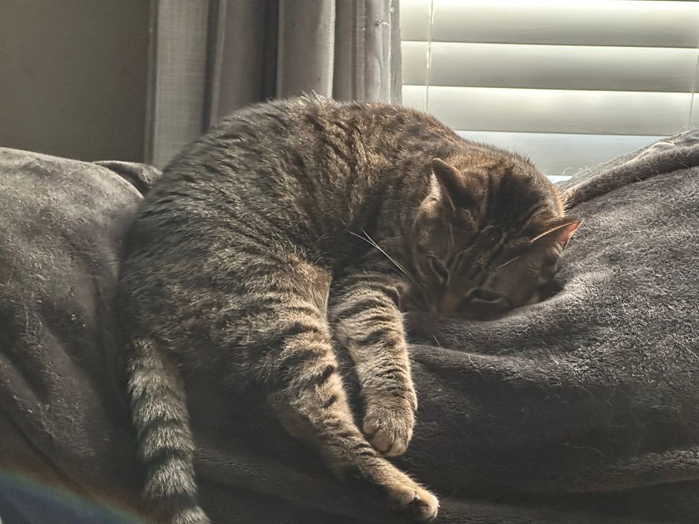 My cat Mona curled up on the couch.