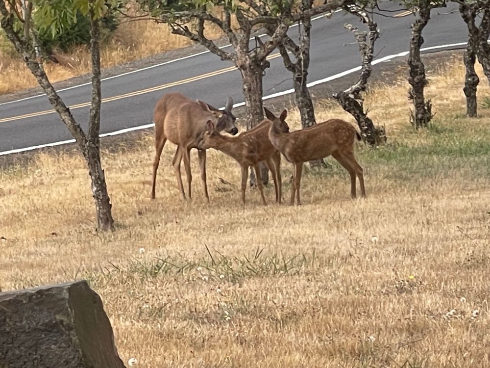 Doe with fawns under trees by the road 