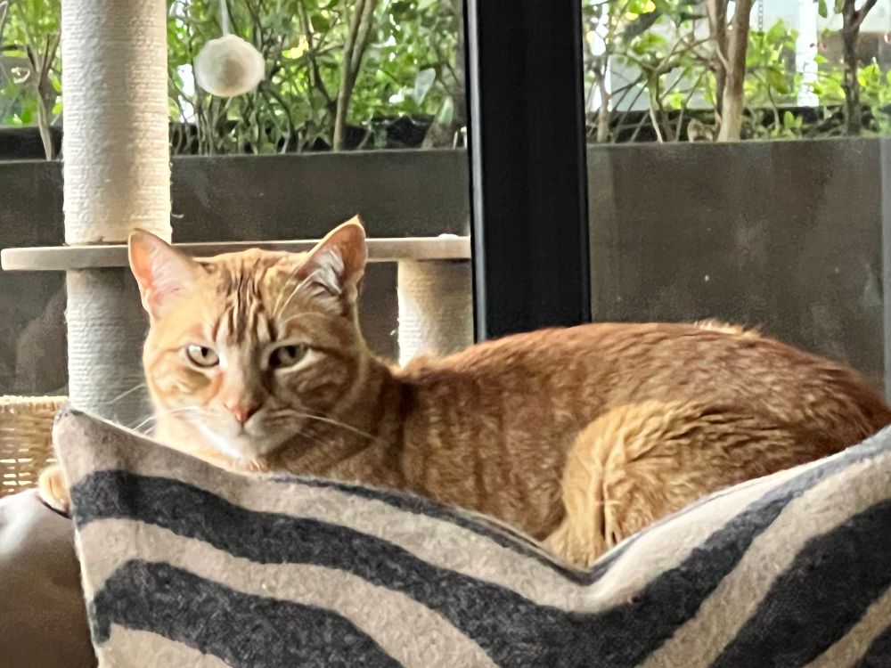 my male orange cat Lucho looking handsome 