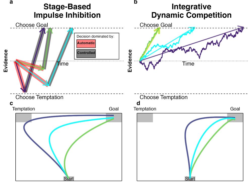 Depiction of both the temporal evolution of choice (top panels) and how these would manifest as mouse trajectories (bottom panels) for both stage-based impulse inhibition (left panels) and integrative dynamic competition (right panels). (A) Stage-based impulse inhibition predicts an evolution of choice such that automatic processes are dominant early and drive participants towards temptations (initial arrows highlighted in red), before controlled processes come online and inhibit these impulses, directing participants back towards the goal (second arrows highlighted in grey). Here, we depict three possible evolutions in which the impulse varies in magnitude and timing of correction. (B) Integrative dynamic-competition models predict a noisy accumulation of evidence, such that once evidence has accumulated beyond a certain threshold (dashed lines), a choice is made. Such models do not predict temporal precedence to either goals or temptations. Here, we depict three possible evolutions that vary in their drift rate. (C) How the impulse inhibition depicted in (A) might manifest in mouse trajectories: movement towards the temptation proportional to the strength of the impulse, followed by a discrete correction back to the goal once controlled systems come online. (D) How dynamic competition depicted in (B) might manifest in mouse trajectories: graded trajectories in which the directness is proportional to the drift rate