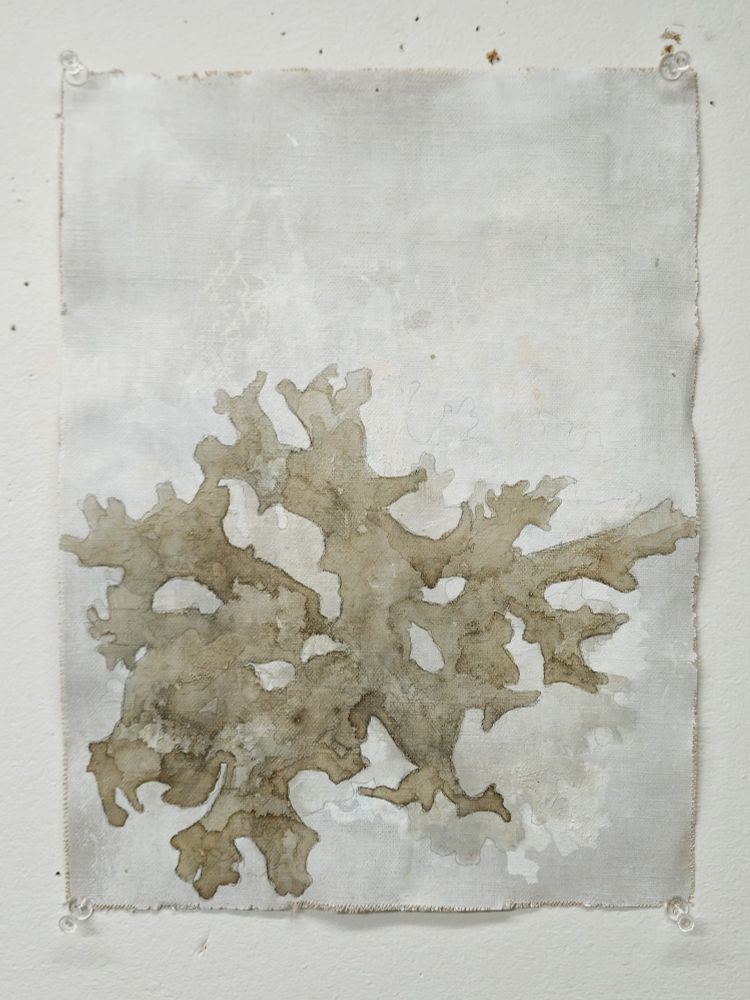 Alt text:
Abstract mixed-media painting of a lobaria lichen on a textured, off-white canvas. The lichen appears in muted earthy tones of brown and gray, with branching, leaf-like lobes spreading organically across the surface. The background is softly washed in pale grays and whites, giving the image a delicate, naturalistic feel. Four clear push pins anchor the canvas to a white wall.
